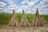 100 TOSSA JUTE Mallow Corchorus Olitorius African Sorrel Bush Okra Twine Vegetable Seeds