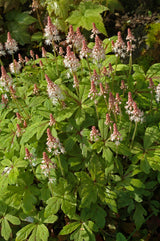 20 HEARTLEAF FOAMFLOWER White & Pink Tiarella Wherryi Coolwort Flower Seeds