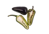 40 Organic PURPLE JALAPENO PEPPER Capsicum Annuum Hot Mexican Chili Vegetable Seeds