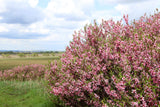 5 DWARF RUSSIAN ALMOND Prunus Tenella Rose Red Pink Fragrant Flower Shrub Seeds