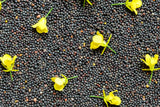 1000 Dwarf ESSEX RAPE KALE Rapeseed Brassica Napus Vegetable Seeds