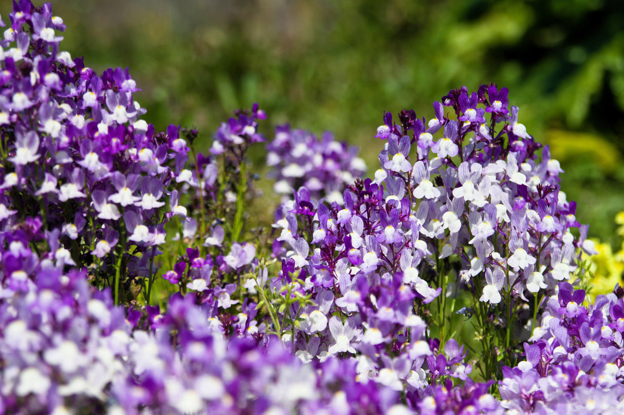 2000 Mixed MOROCCAN TOADFLAX / SNAPDRAGON Linaria Maroccana Flower Seeds