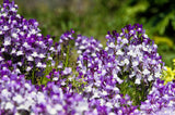 2000 Mixed MOROCCAN TOADFLAX / SNAPDRAGON Linaria Maroccana Flower Seeds