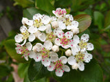 50 BLACK CHOKEBERRY Aronia Melanocarpa White Flower Fruit Shrub Seeds