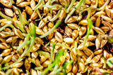 100 Common BARLEY Hordeum Vulgare Grain Grass Cover Crop Beer Seeds