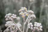 300 SILVERDUST DUSTY MILLER Cineraria Maritima Jacobaea Senecio Flower Seeds