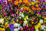 250 Mixed Colors SWISS GIANT PANSY Viola Wittrockiana Flower Seeds