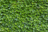 10 BOSTON IVY ( Bostonian Ivy / Wall Ivy ) Parthenocissus Tricuspidata Veitchii Vine Flower Seeds