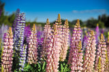 75 Mixed Colors RUSSELL LUPINE (Streamside, Bigleaf, Garden, or Washington Lupine) Lupinus Polyphyllus Flower Seeds