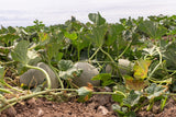 200 HALE'S Best JUMBO CANTALOUPE Orange Muskmelon Cucumis Melo Melon Fruit Seeds