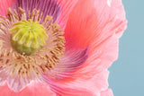 1000 POPPY " THE GIANT " Papaver Giganteum Pink & Purple Huge Pods Flower Seeds