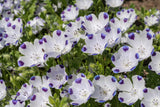 750 FIVE SPOT Nemophila Maculata White & Purple Flower Seeds