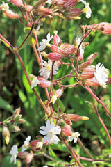 100 MAIDENSTEARS Silene Vulgaris aka Bladder Campion Maidens Tears Pink & White Flower Seeds