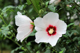 25 White & Hot Pink ROSE Of SHARON HIBISCUS Syriacus Flower Tree Bush Seeds