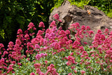 50 RED JUPITER'S BEARD Valerian Keys of Heaven Centranthus Ruber Flower Seeds