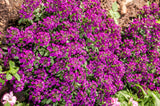 100 EASTER BONNET ALYSSUM Lobularia Maritima Bright Violet Purple Flower Seeds