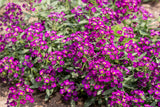 100 EASTER BONNET ALYSSUM Lobularia Maritima Bright Violet Purple Flower Seeds