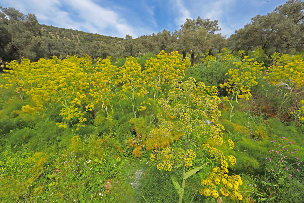 15 GIANT FENNEL Ferula Communis Gigantea Yellow Flower Herb Seeds