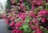 25 RED FLOWERING CURRANT Ribes Sanguineum aka Blood Currant Edible Fruit Blue Black Berries Shrub Seeds