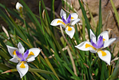 25 WHITE AFRICAN IRIS Fortnight Lily Dietes Iridioides Vegeta aka Cape or Butterfly Iris Yellow Purple Flower Seeds