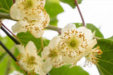 100 KIWI FRUIT Kiwi Actinidia Vine Seeds (Kiwifruit / Hardy Kiwi / Tara Vine / Yang Tao / Chinese Gooseberry / Chinese Strawberry)