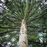 20 DOUGLAS FIR Tree Abies Pseudotsuga Menziesii Christmas Tree Blue Douglas Pine Spruce Native Evergreen Seeds
