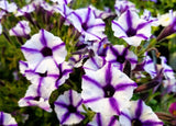 100 STAR MIX PETUNIA Mixed Colors Petunia Violacea Flower Seeds Red Blue Purple