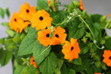 30 BLACK Eyed SUSAN VINE Thunbergia Alata Orange Yellow Black Flower Seeds
