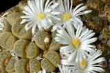 10 LIVING STONE / LITHOPS Mixed Colors Pebble Houseplant Flower Seeds