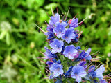 100 Blue VIPERS BUGLOSS Echium Vulgare Blue Flower Seeds