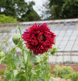 100 Red OASE PEONY POPPY Papaver Peoniflorum Double Flower Seeds