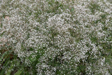 1000 White BABY'S BREATH 'Covent Garden' Gypsophila Elegans Flower Seeds