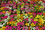 250 Mixed Colors ZINNIA ELEGANS Flower Seeds