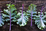 500 RED RUSSIAN KALE Brassica Oleracea Vegetable Seeds