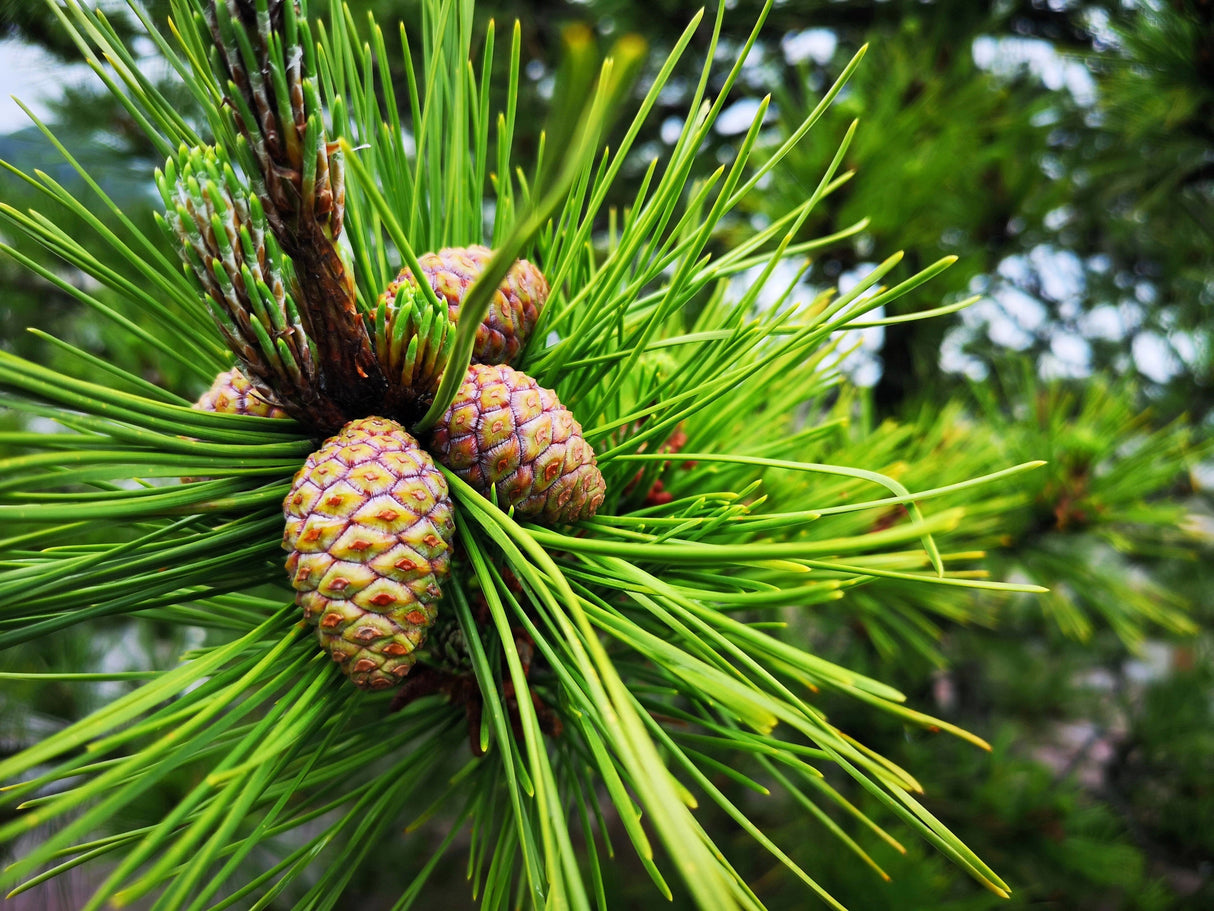 10 RED Japanese PINE TREE Korean Pinus Densiflora Evergreen Seeds