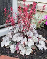 1200 Mixed Colors CORAL BELLS HEUCHERA Shade Flower Seeds