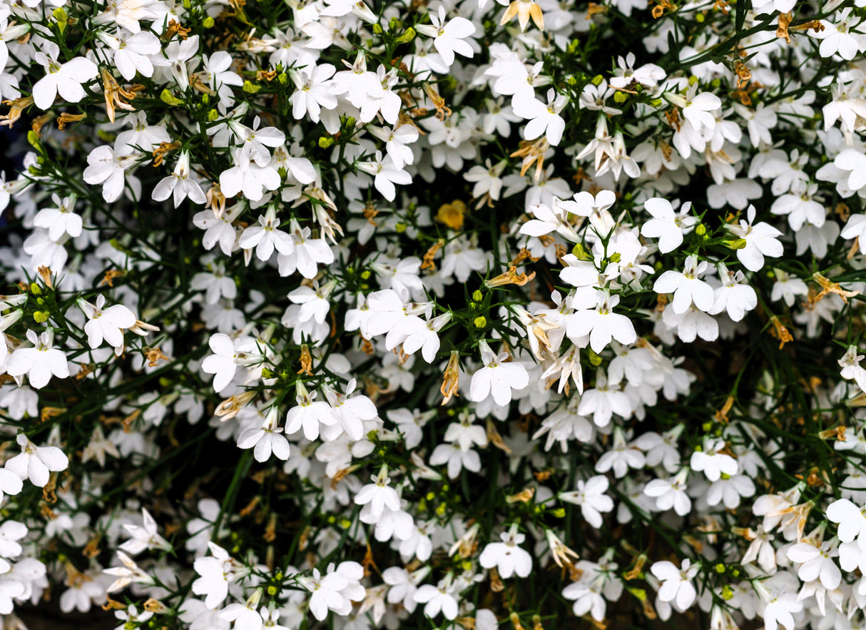 200 WHITE LOBELIA REGATTA Erinus Flower Seeds