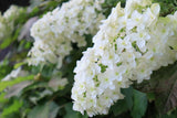 40 White OAK LEAF HYDRANGEA Quercifolia Shrub Flower Seeds
