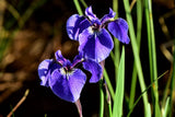 20 ALASKA IRIS Setosa Wild Flag Beachhead Blue Purple White Yellow Native Wetland Flower Seeds