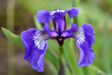 20 ALASKA IRIS Setosa Wild Flag Beachhead Blue Purple White Yellow Native Wetland Flower Seeds