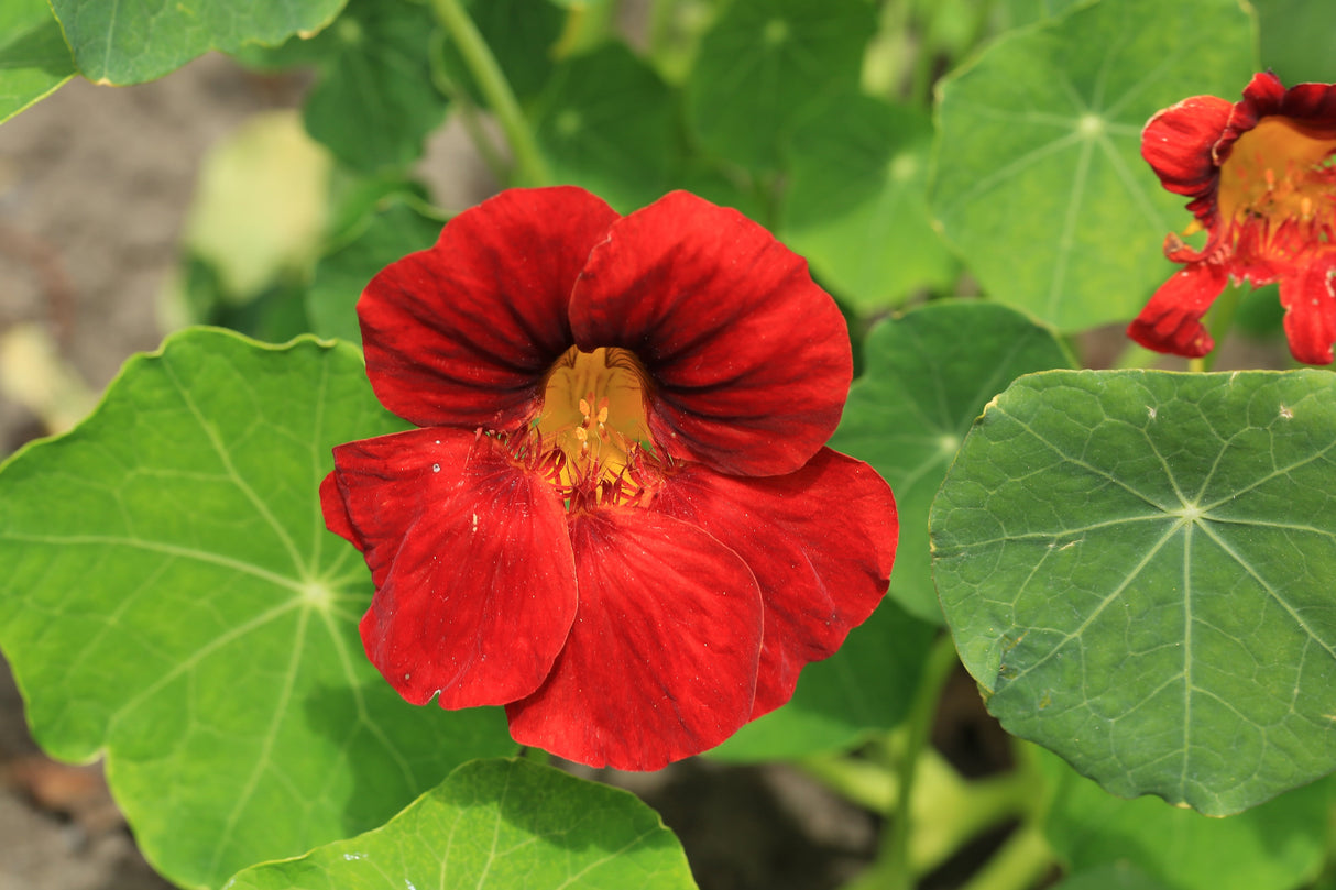 25 Dwarf RED EMPRESS NASTURTIUM Tropaeolum Majus Nanum Hummingbird Flower Seeds