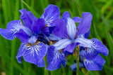 20 MIXED SIBERIAN IRIS Sibirica Iris Bicolor Blue Red White Yellow Purple Siberian Flag Flower Seeds