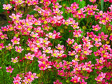 50 ROSE ROBE SAXIFRAGA Arendsii Mossy Rockfoil Evergreen Flower Seeds