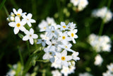 100 Victoria WHITE FORGET Me NOT Myosotis Alpestris Shade or Sun Flower Seeds
