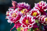 50 Double WINKY ROSE & White COLUMBINE Aquilegia Vulgaris Flower Seeds