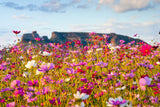 350 COSMOS SENSATION MIX Mixed Colors Cosmos Bipinnatus Flower Seeds