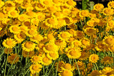 250 GOLDEN MARGUERITE DAISY Dyer's Yellow Chamomile Anthemis Tinctoria Kelwayi Cota Tinctoria  Paris Daisy Herb Flower Seeds