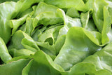3000 BUTTERCRUNCH LEAF LETTUCE Lactuca Sativa Vegetable Seeds