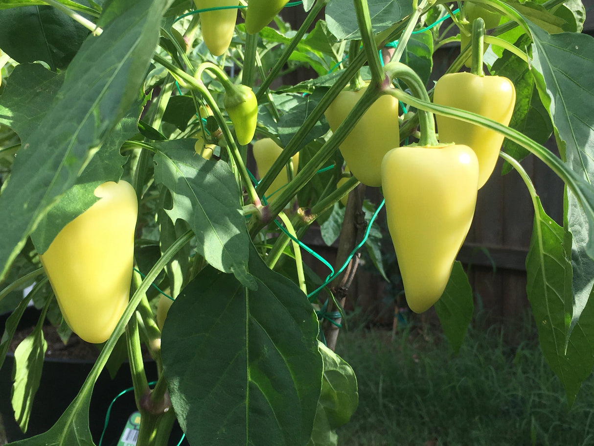 200 SANTA Fe GRANDE PEPPER (Guero Chili Pepper / Yellow Hot Chili Pepper) Capsicum Annuum Vegetable Seeds