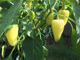 200 SANTA Fe GRANDE PEPPER (Guero Chili Pepper / Yellow Hot Chili Pepper) Capsicum Annuum Vegetable Seeds